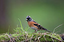 BUITEN BEELD Foto: 334904