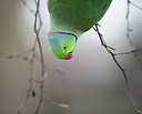 BUITEN BEELD Foto: 334906