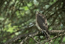 BUITEN BEELD Foto: 334926