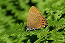BUITEN BEELD Foto: 334965