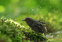 BUITEN BEELD Foto: 334973