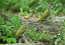 BUITEN BEELD Foto: 334981
