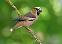 BUITEN BEELD Foto: 335077