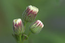 BUITEN BEELD Foto: 335409