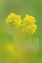 BUITEN BEELD Foto: 335557