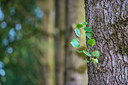 BUITEN BEELD Foto: 335753