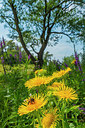BUITEN BEELD Foto: 335893