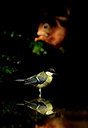 BUITEN BEELD Foto: 335993