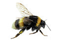 BUITEN BEELD Foto: 336097