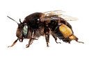 BUITEN BEELD Foto: 336098