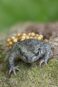 BUITEN BEELD Foto: 336148