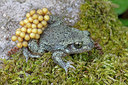 BUITEN BEELD Foto: 336160