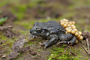 BUITEN BEELD Foto: 336170