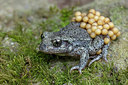 BUITEN BEELD Foto: 336183