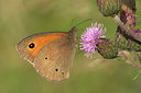 BUITEN BEELD Foto: 336218