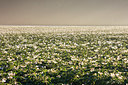 BUITEN BEELD Foto: 336222