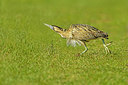 BUITEN BEELD Foto: 336261