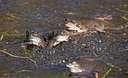 BUITEN BEELD Foto: 336263