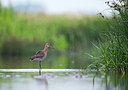 BUITEN BEELD Foto: 336291