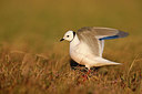 BUITEN BEELD Foto: 336324