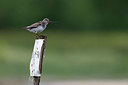 BUITEN BEELD Foto: 336330