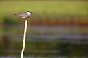 BUITEN BEELD Foto: 336332