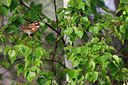 BUITEN BEELD Foto: 336337