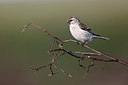 BUITEN BEELD Foto: 336338