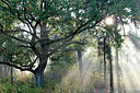 BUITEN BEELD Foto: 336433