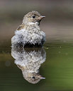 BUITEN BEELD Foto: 336503