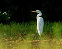 BUITEN BEELD Foto: 336643