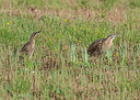 BUITEN BEELD Foto: 336667