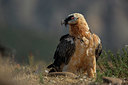 BUITEN BEELD Foto: 336693