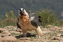 BUITEN BEELD Foto: 336695