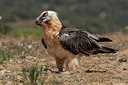 BUITEN BEELD Foto: 336700