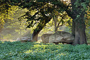 BUITEN BEELD Foto: 336724