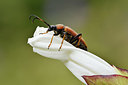 BUITEN BEELD Foto: 336876