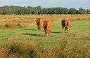 BUITEN BEELD Foto: 336971