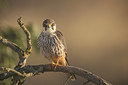 BUITEN BEELD Foto: 337026