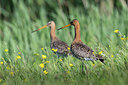BUITEN BEELD Foto: 337093