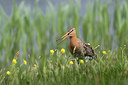 BUITEN BEELD Foto: 337097