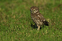 BUITEN BEELD Foto: 337126