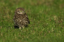 BUITEN BEELD Foto: 337127