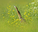 BUITEN BEELD Foto: 337194