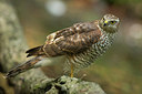BUITEN BEELD Foto: 337311