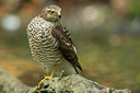 BUITEN BEELD Foto: 337312