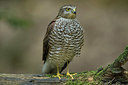 BUITEN BEELD Foto: 337313