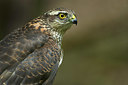BUITEN BEELD Foto: 337314