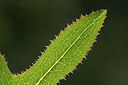 BUITEN BEELD Foto: 337351