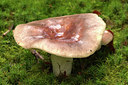 BUITEN BEELD Foto: 337361